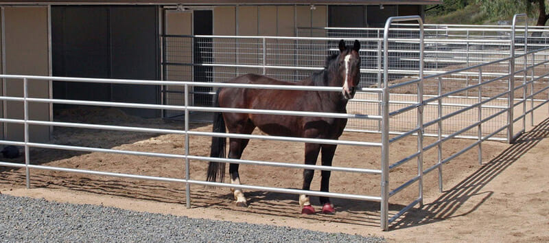 horse is standing inside metal corral