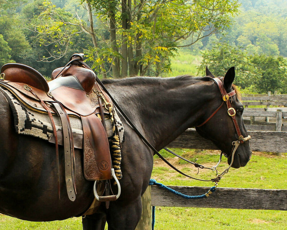 horse is tacked with a saddle and bridle