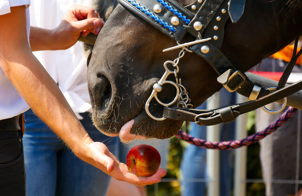 horse is treated with apple