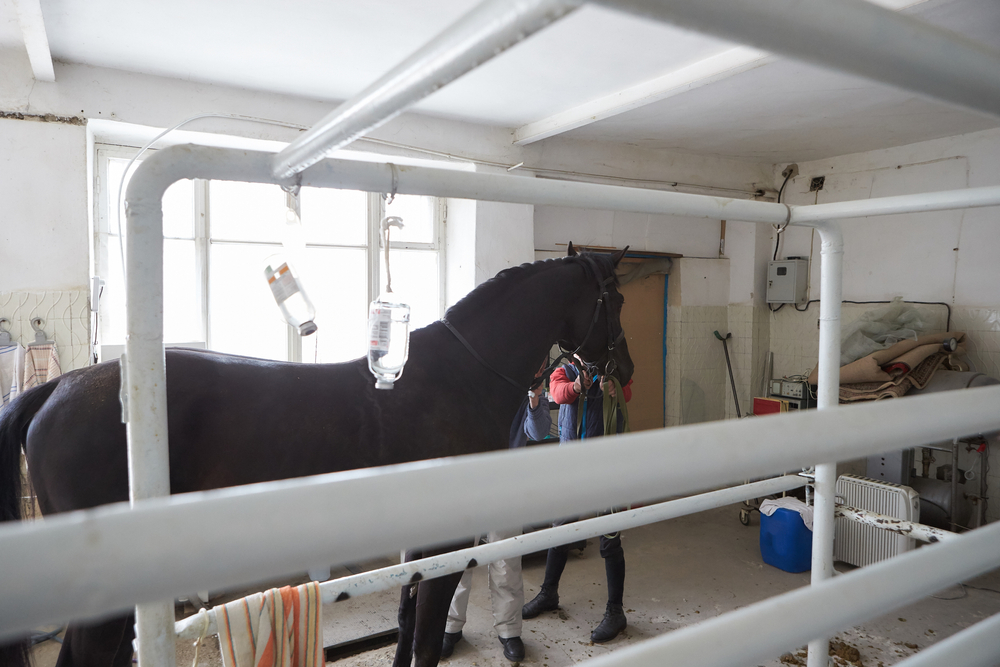 horse is visiting a vet