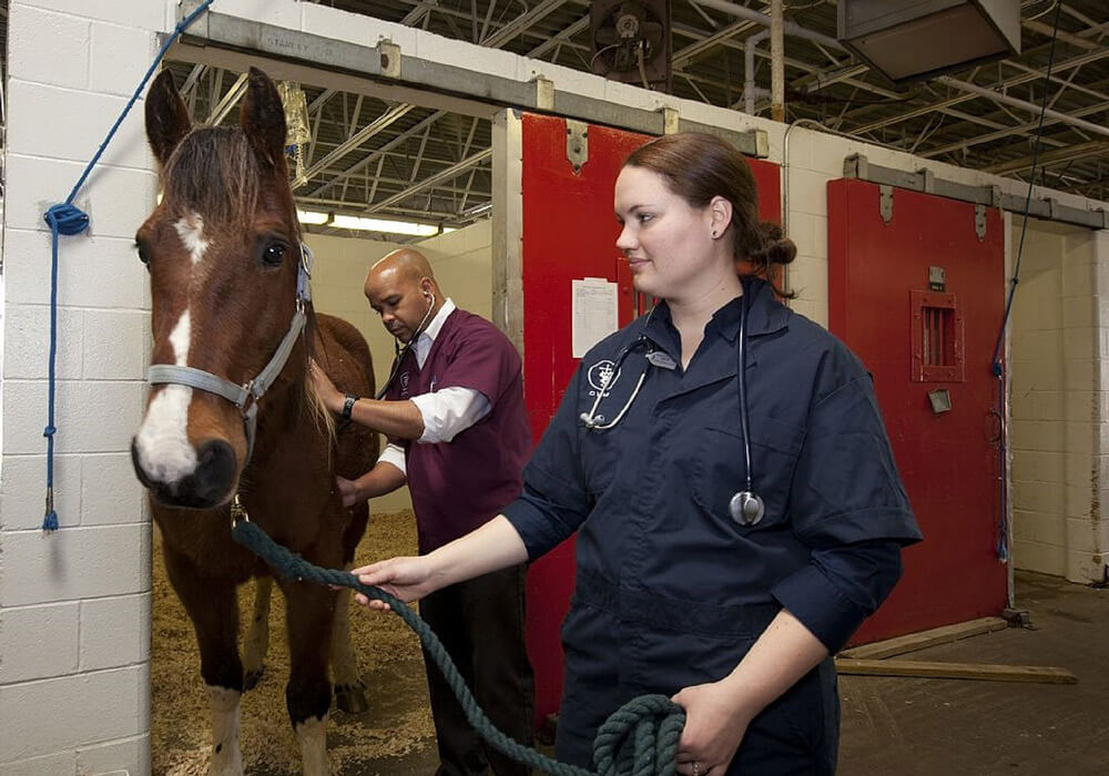 horse is visiting a vet