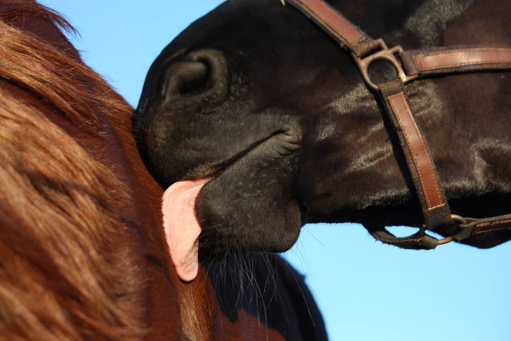 horse licking mane