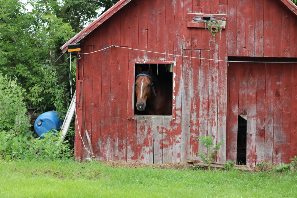 horse looking out of horse barn window