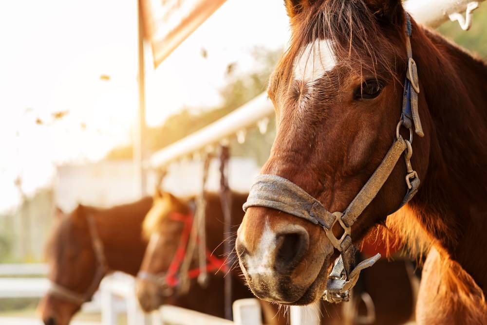 horse nods its head when standing