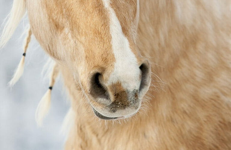 horse nostrils