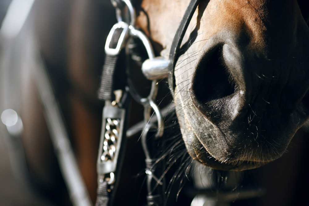 horse nostrils close up