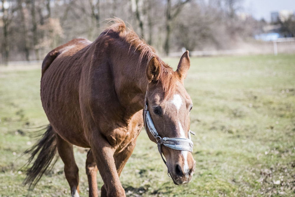 horse rescued from the slaughterhouse