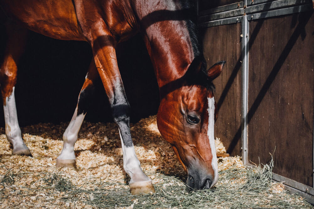 horse resting in barn