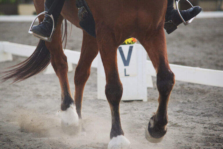 What Is Horse Dressage? • Horsezz
