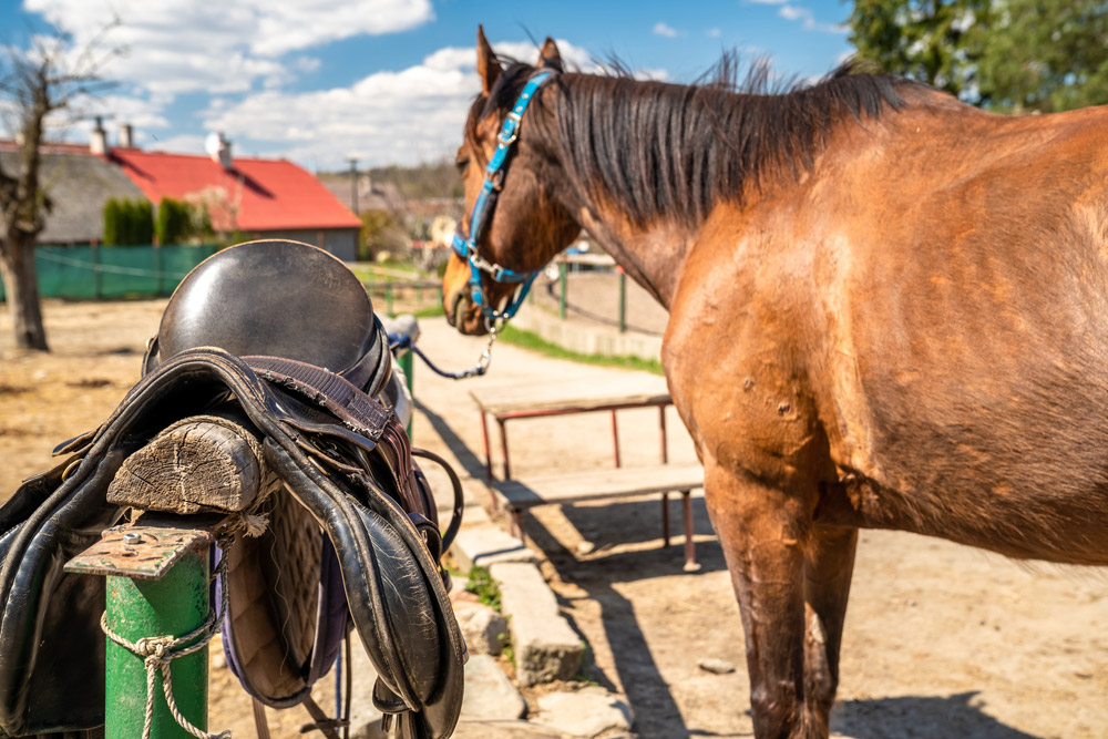 horse saddle on fence near horse