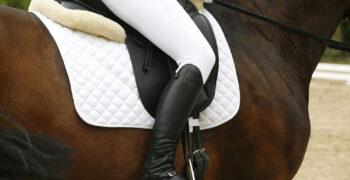 Best Saddle Pads For Trail Riding