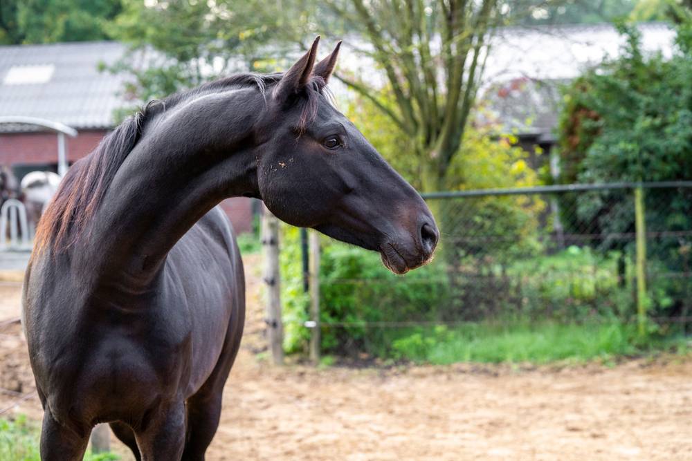 horse scared of something looking at it