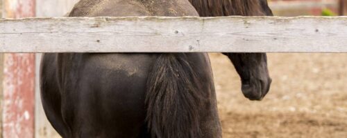 Do Horses Get Fleas?