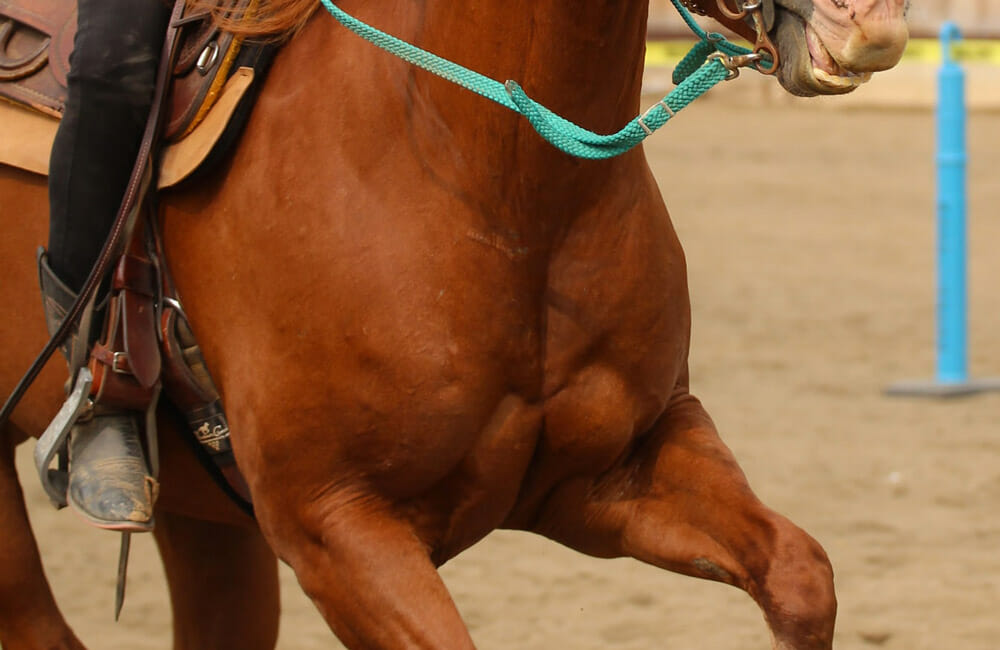 Body Parts of a Horse • Horsezz