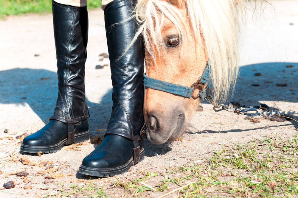 horse sniffing girl boots