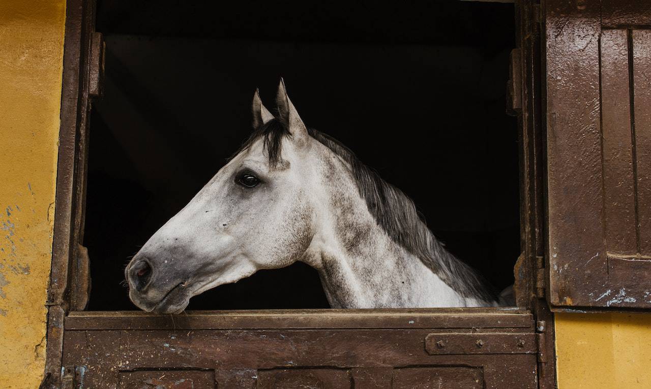 horse sports in reducing stress and anxiety