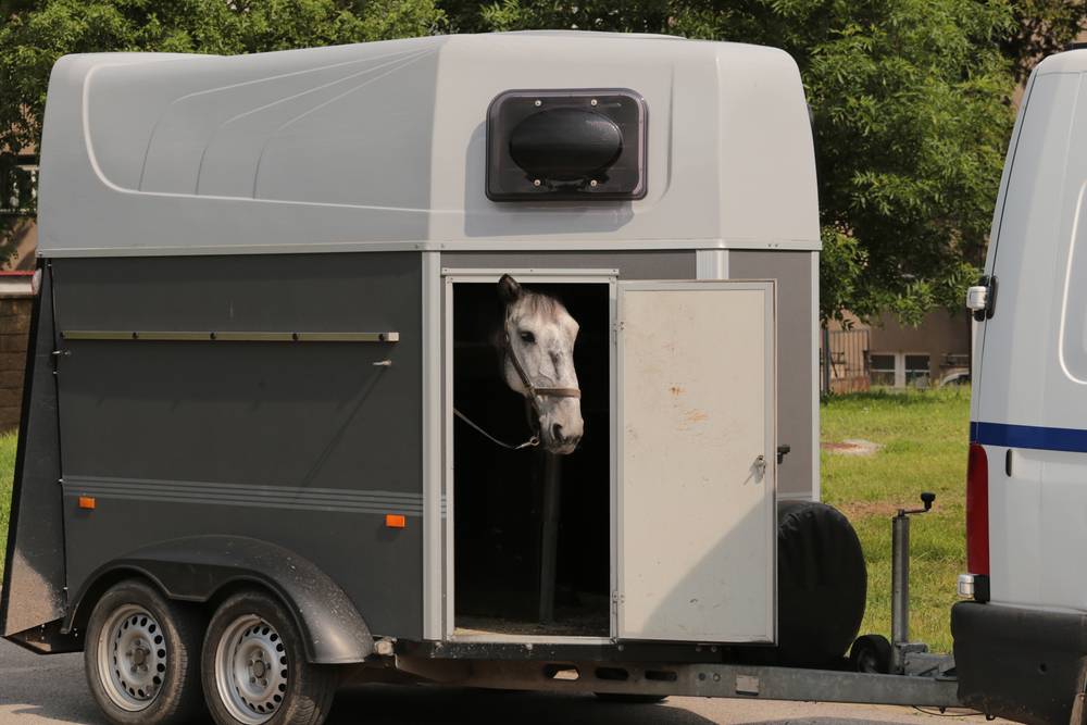 horse standing in small trailer