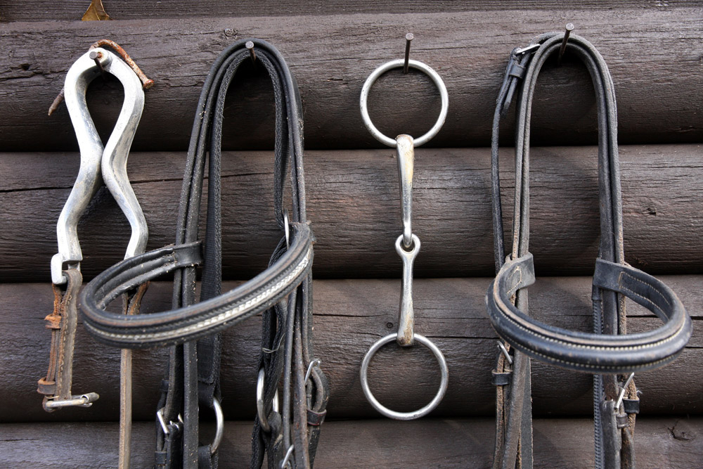 horse tack gear is hung on the wood