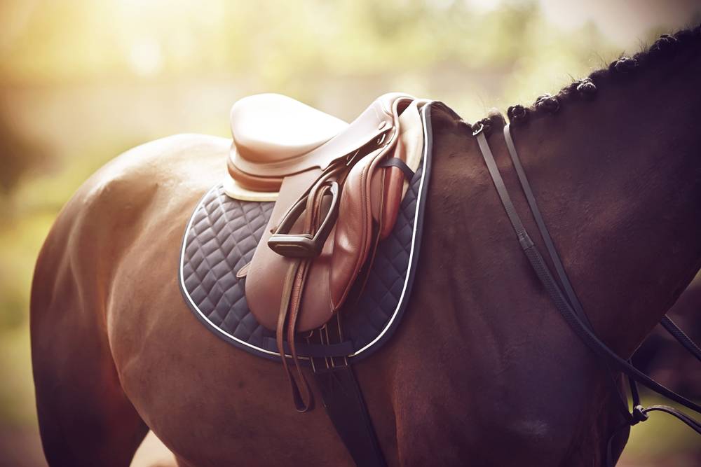 horse wearing black neck strap