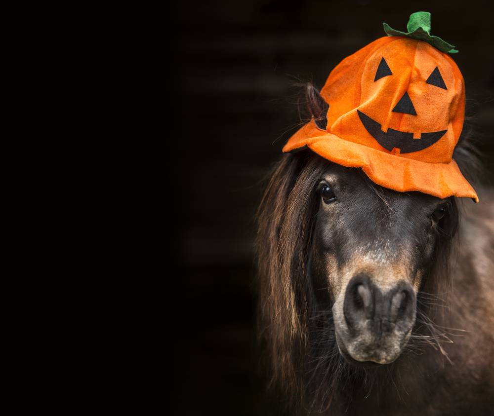 horse wearing halloween hat
