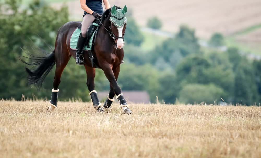 horse wearing turquoise tack