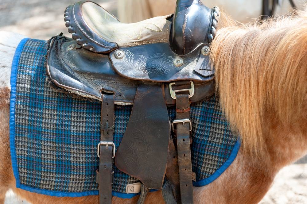 horse wearing western saddle pad