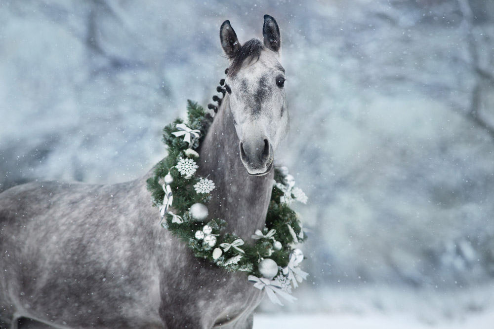 horse wears christmas wreath