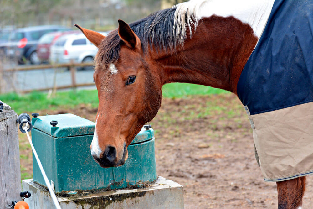 horse with blanket is drinking from waterer