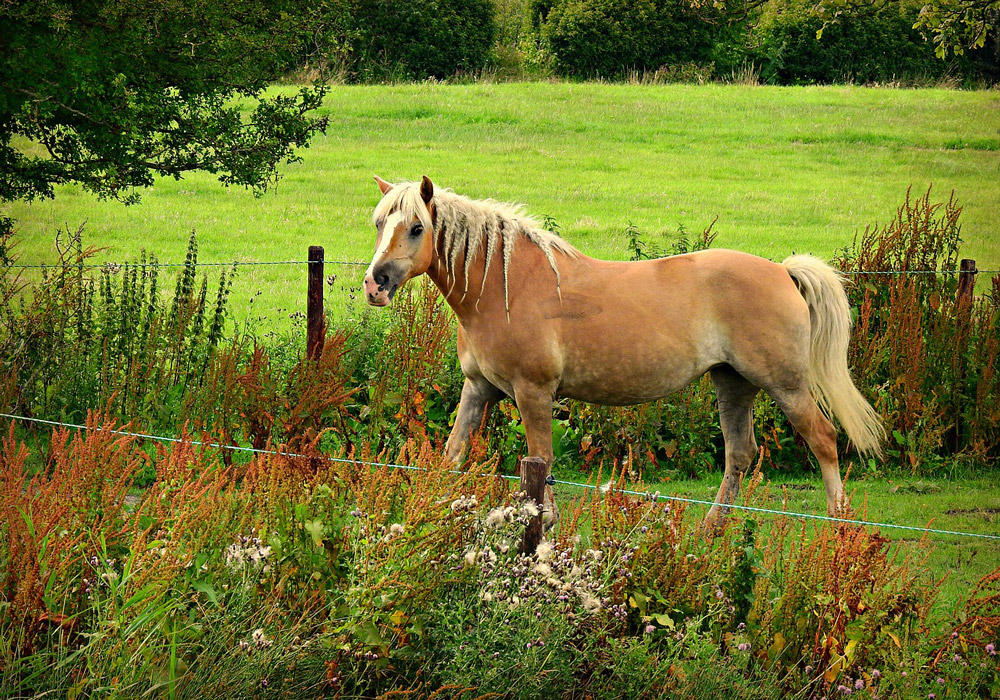 horse with braids grazing on pasture