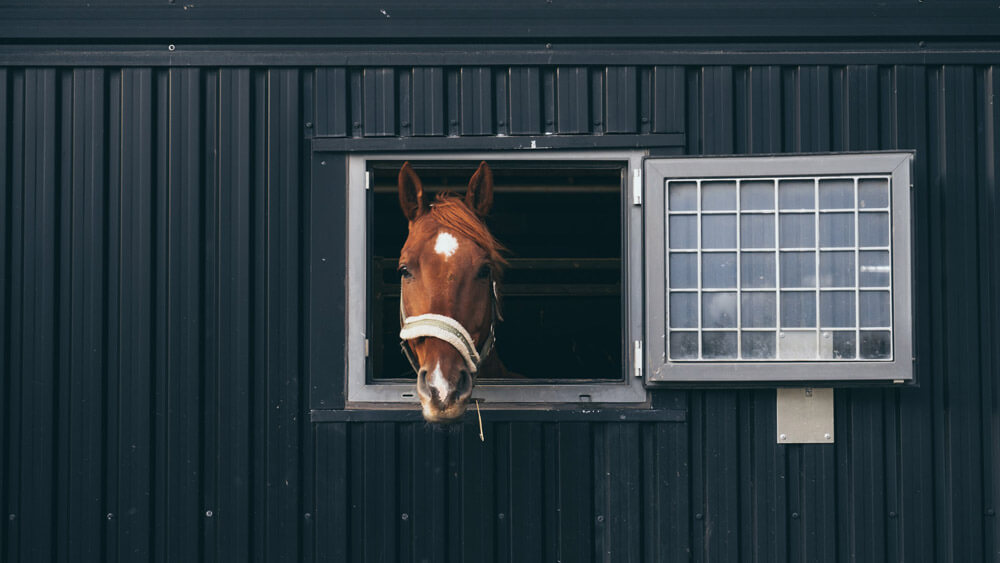 horse with bridle is looking through the window