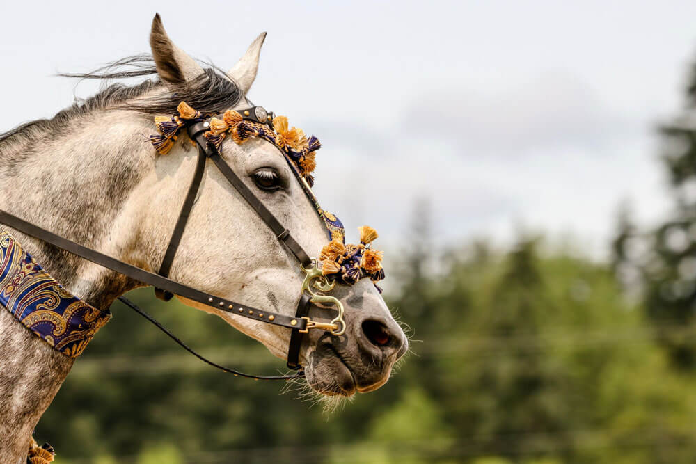 horse with decorated headstall