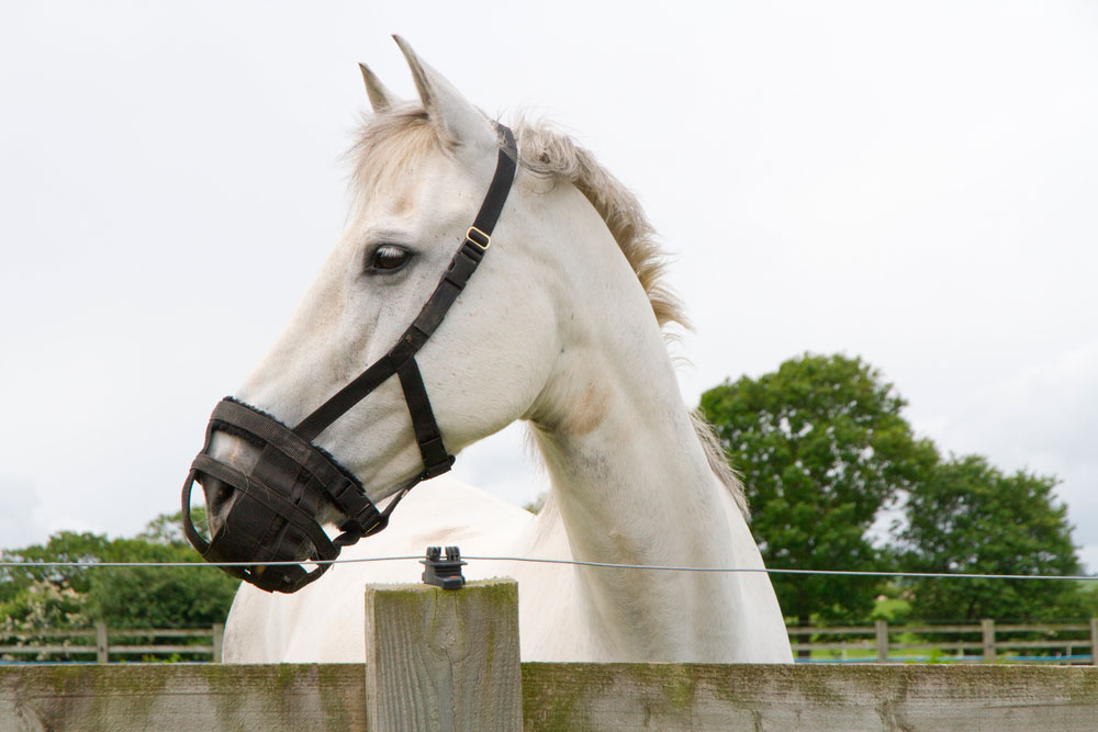 horse with grazing muzzle looks over fence