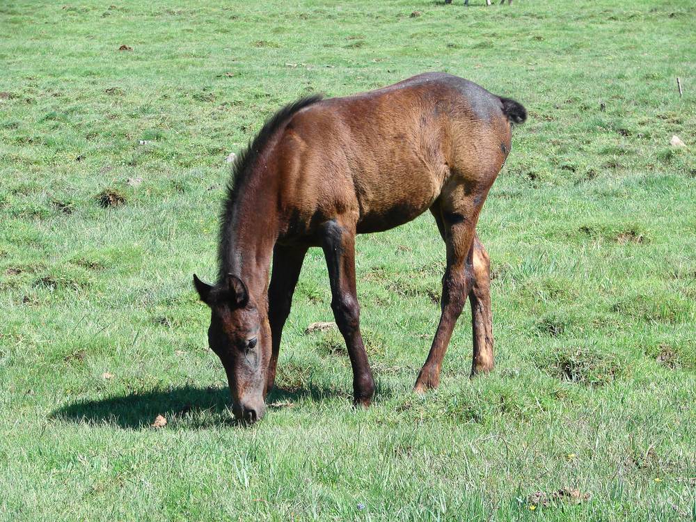 horse with no tail grazing