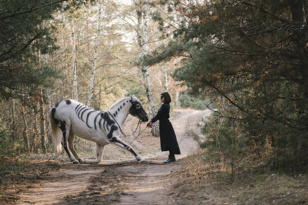 horse with skeleton paint is putting knee down