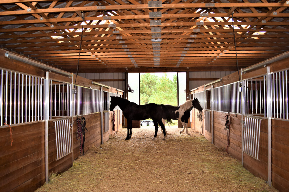 horses are resting inside the barn