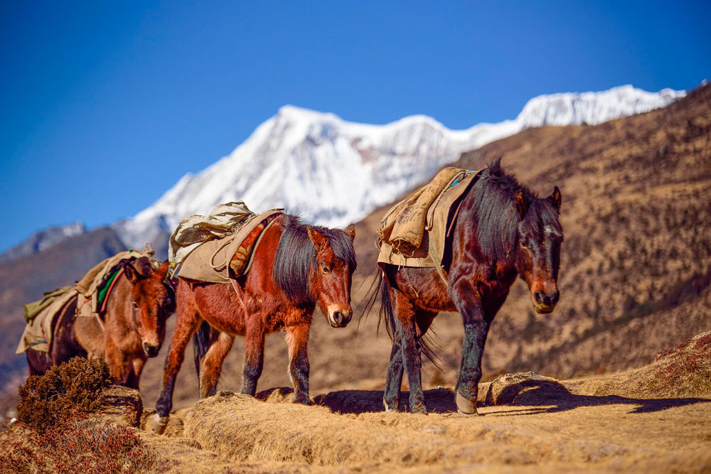 horses are traversing mountains