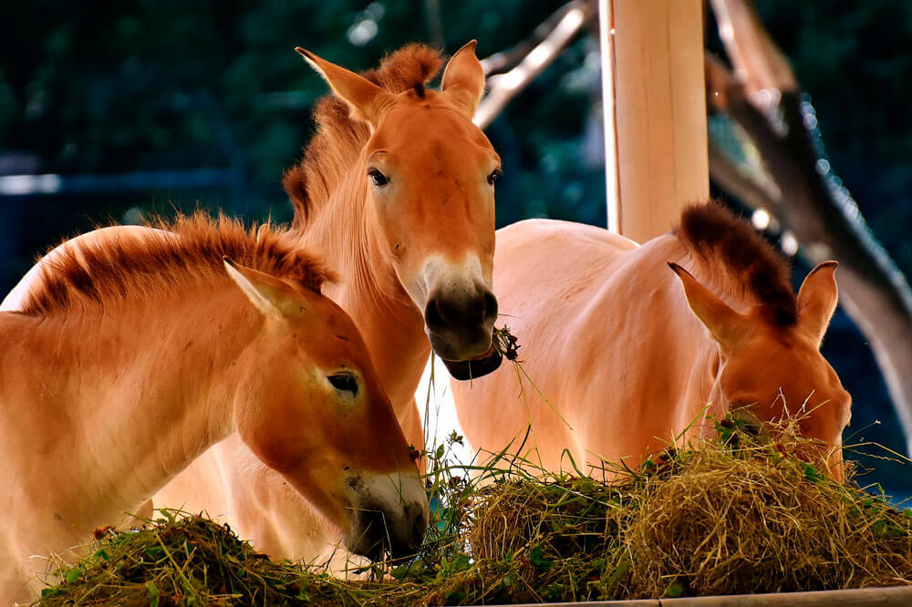 horses eating together