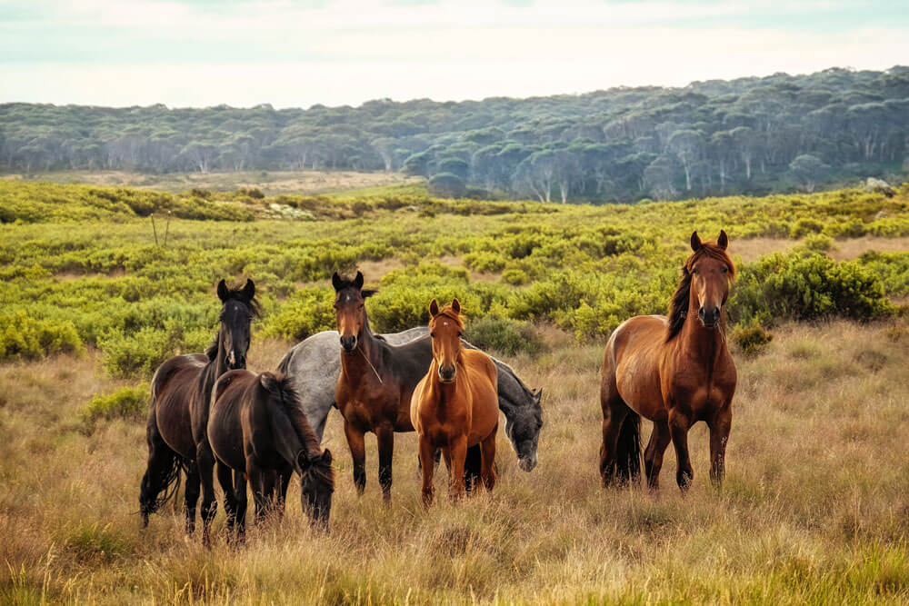 horses grazing in lawn