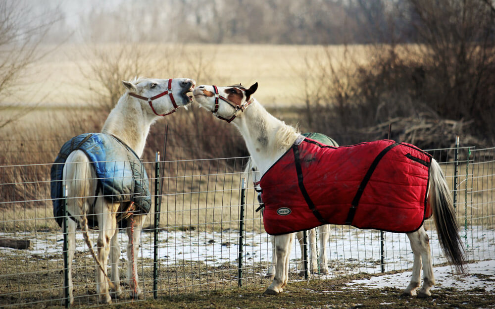 horses in blue and red blankets