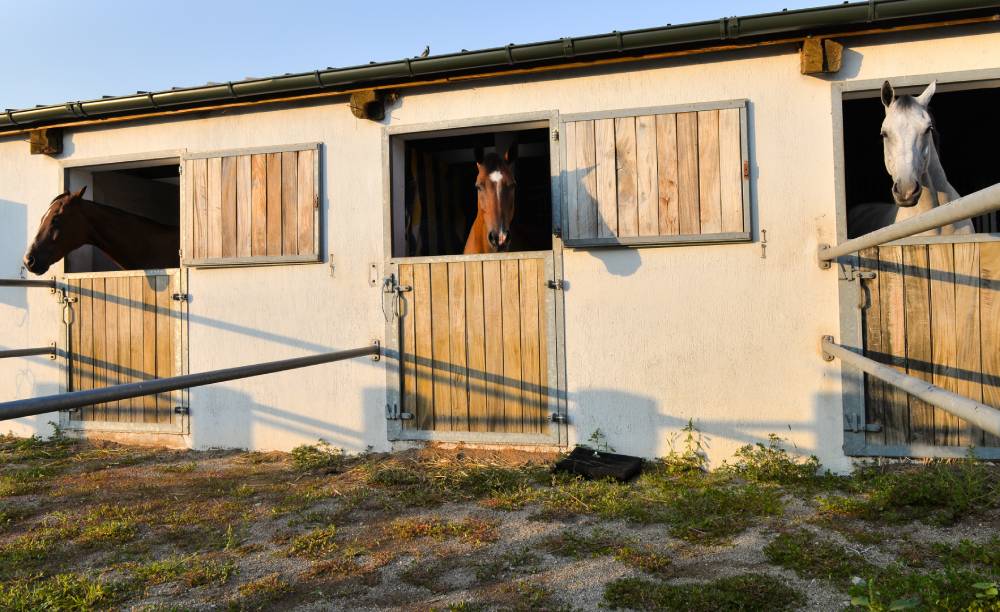 horses looking out of white barn