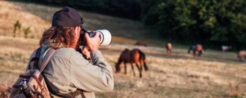 How to Make Money with Horses