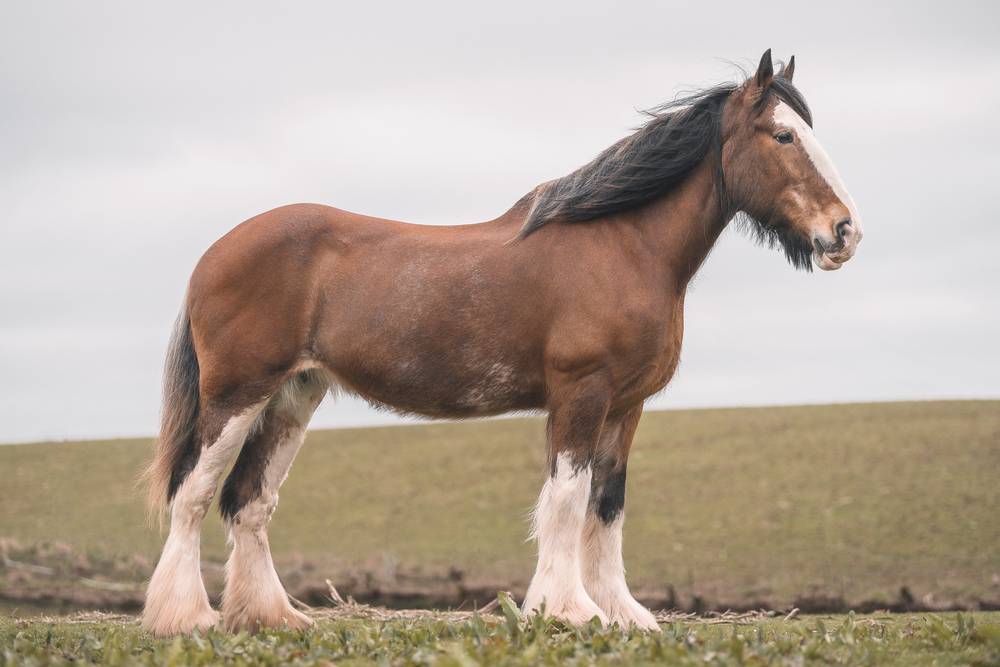 large brown female clydesdale horse
