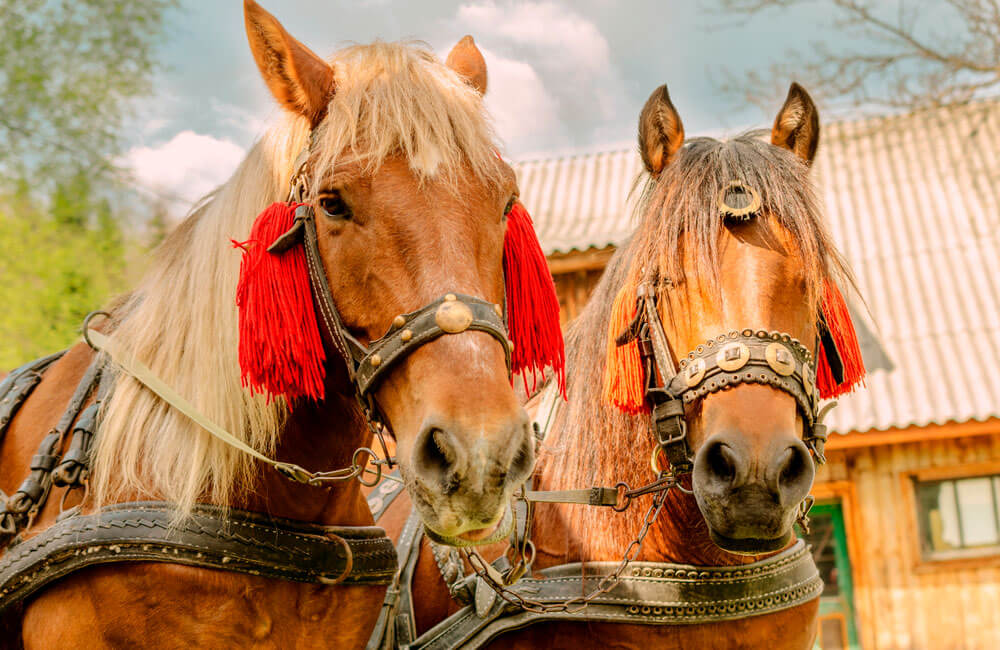 large chestnut horses are tacked and decorated