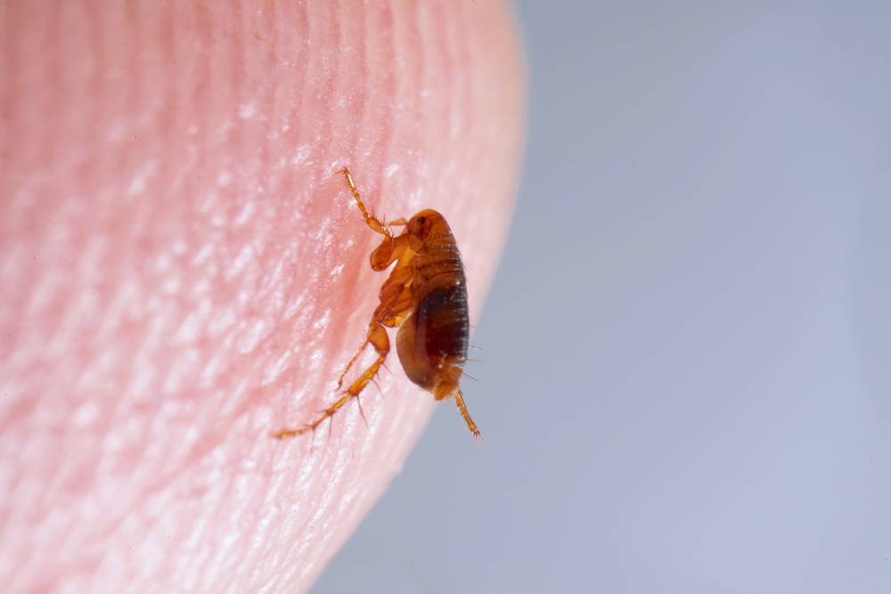 little flea on finger close up