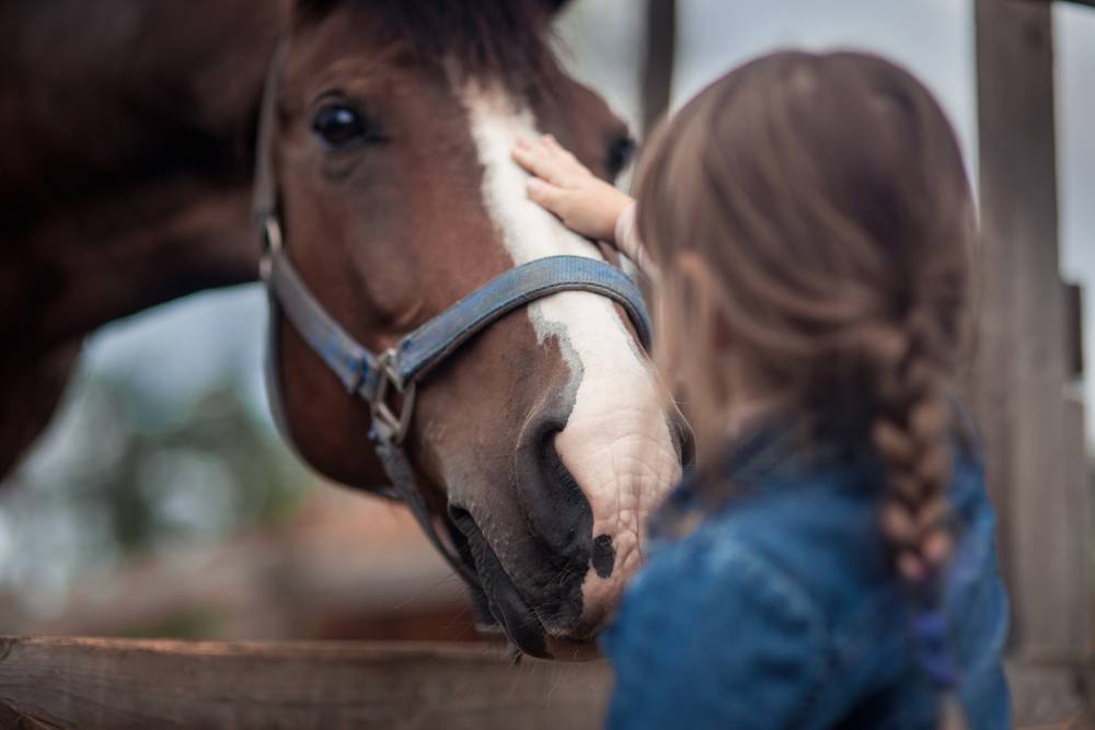 little girl is petting horse muzzle