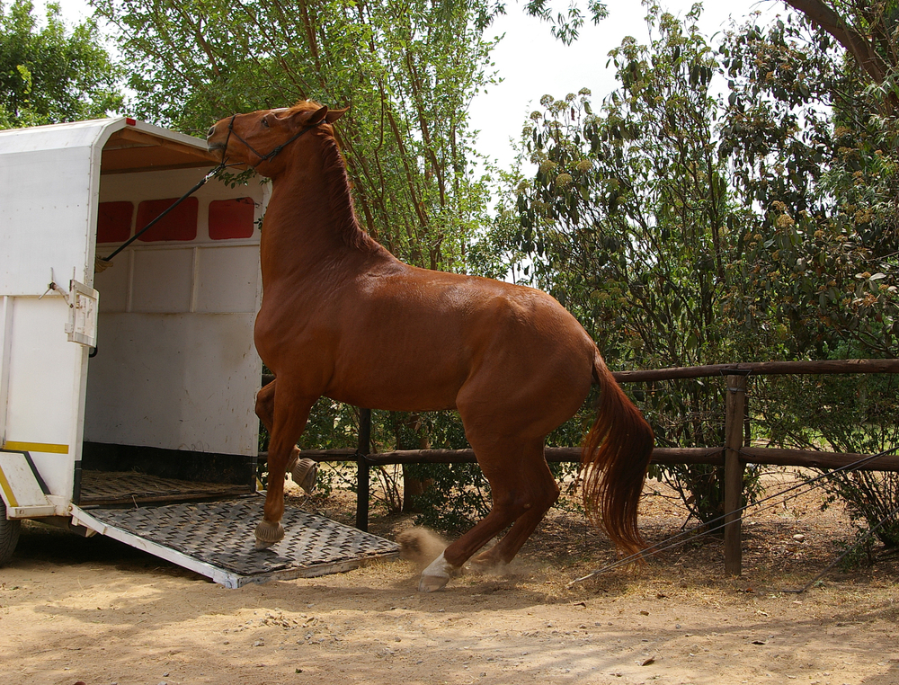 loading horse in trailer