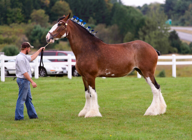 man holding the Clydesdale horse