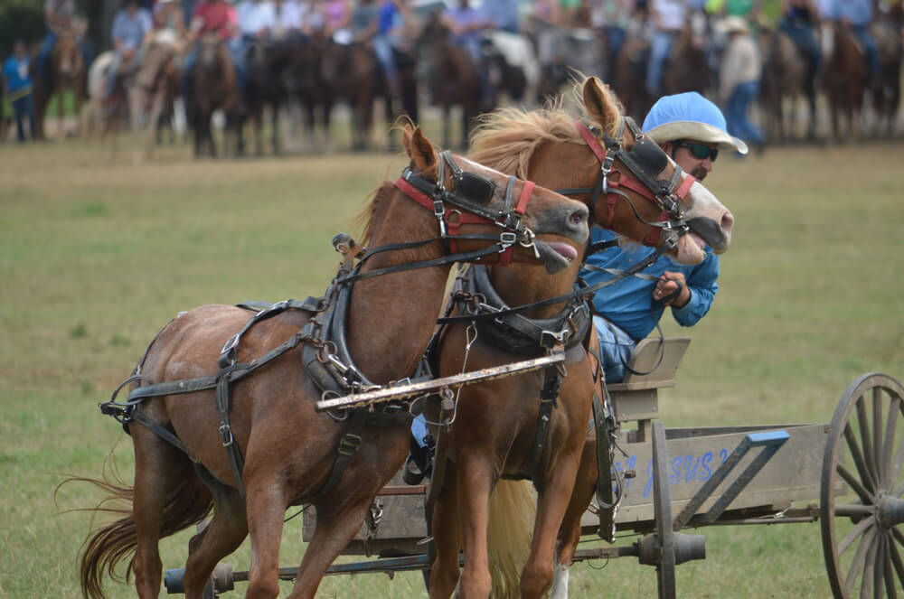 man is driving two horses on a carriage