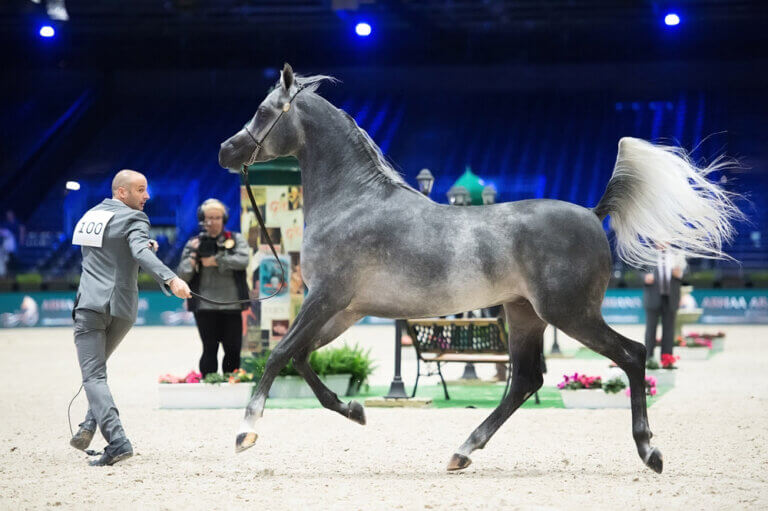 types-of-horse-shows-you-should-know-horsezz