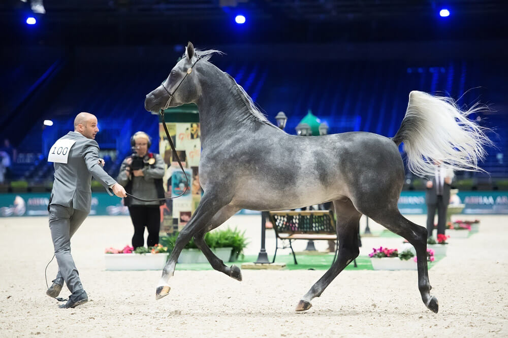 man is leading a gray arabian horse